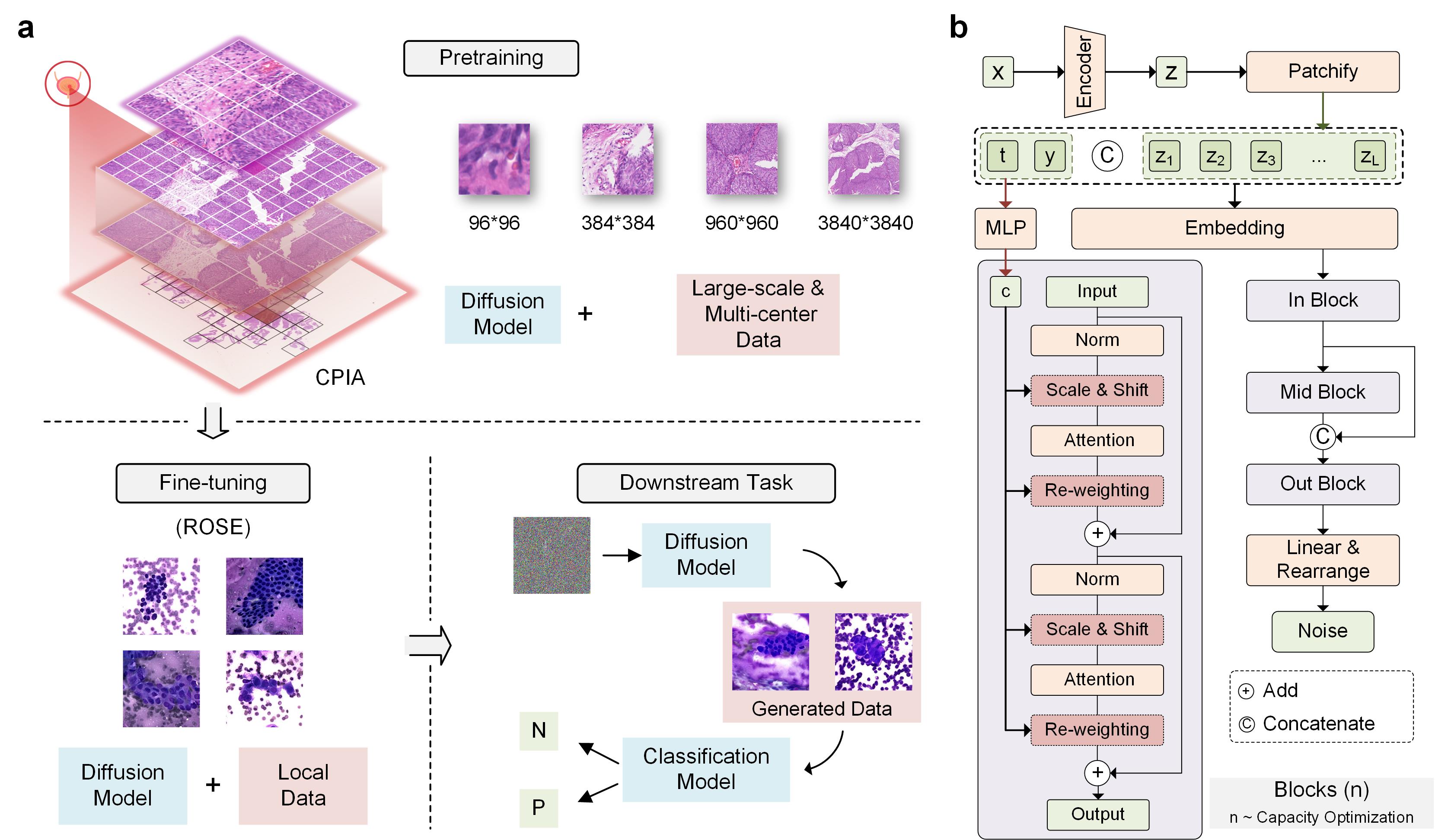 OptiPathD: A Capacity-Optimized Diffusion Foundation Model for Pathology Image Generation