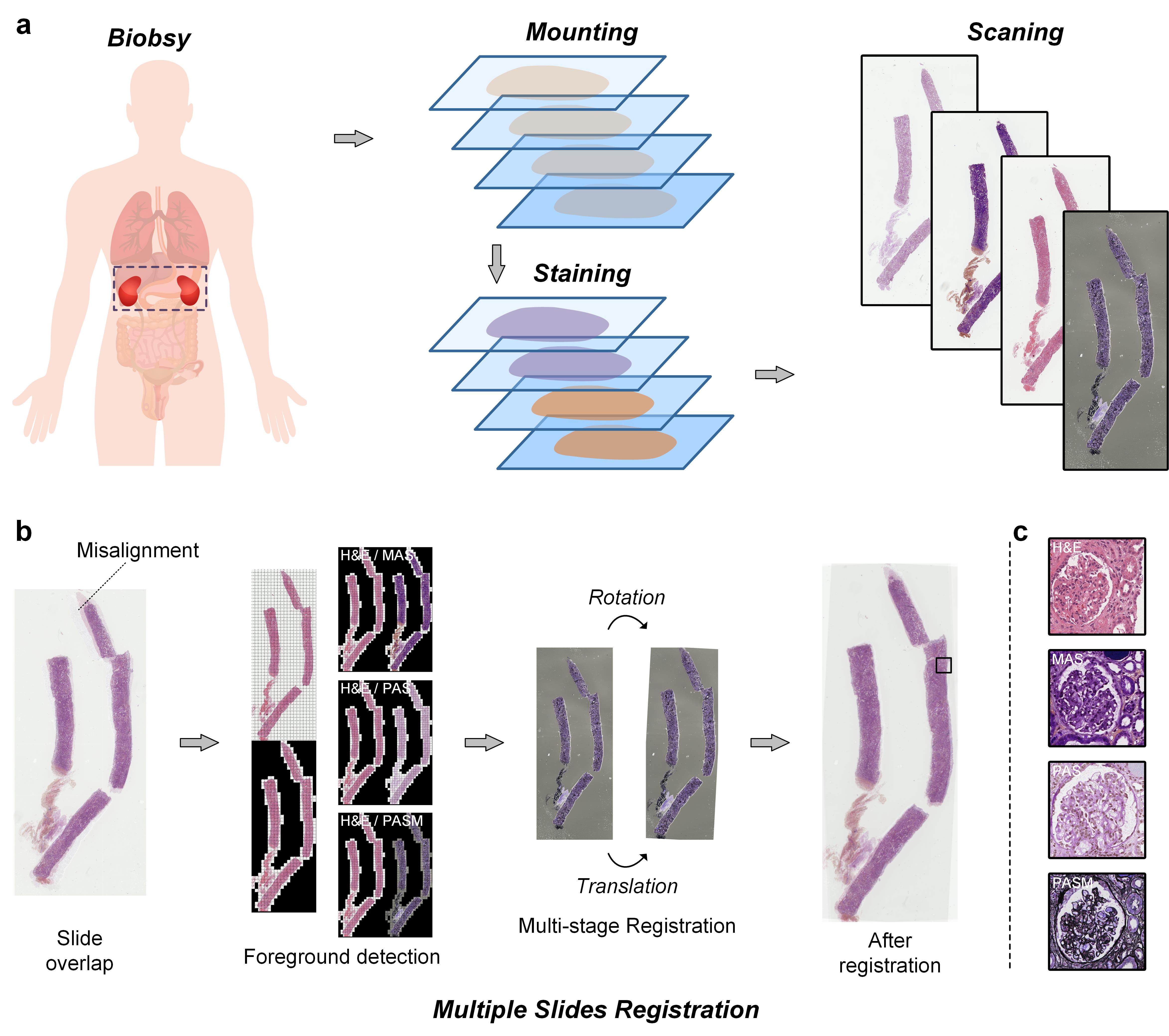 STAR: A Fast and Robust Rigid Registration Framework for Serial Histopathological Images