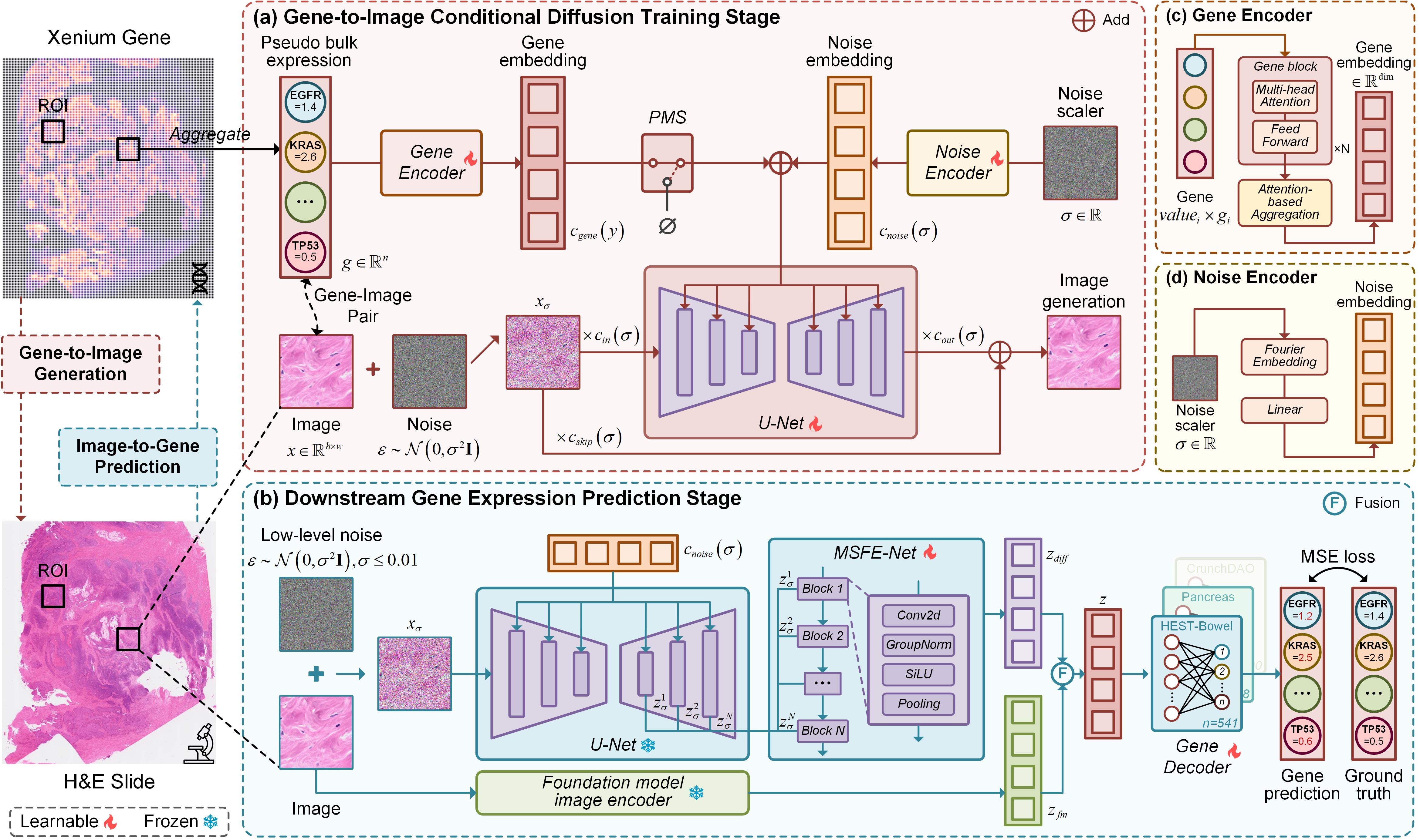 DiffBulk: Enhancing Spatial Transcriptomic Prediction with Diffusion-Based Training